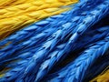 Stylized wheat grain in the colors of the Ukrainian flag. The colors of the Ukrainian flag symbolize the country's