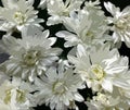 Stylized white chrysanthemums on dark background