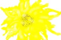 Stylized yellow sunflower on a white background. With seeds in the middle. Abstraction. Interior painting Royalty Free Stock Photo