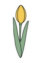 Stylized yellow tulip flower. Isolated design element for springtime greetings, posters or cards Royalty Free Stock Photo
