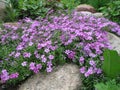 Styloid flowering phlox (Phlox subulata) Royalty Free Stock Photo