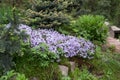 Styloid Phlox in rock gardens Royalty Free Stock Photo