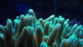 Stylophora Coral Polyps