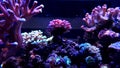 Stylophora sps coral in reef aquarium tank Royalty Free Stock Photo