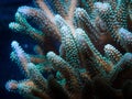 Stylophora coral Royalty Free Stock Photo