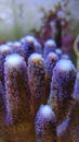Stylophora pistillata , also known as Milky Stylophora SPS coral