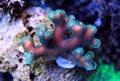Stylophora sps coral