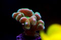 Stylophora SPS coral in reef aquarium tank - Pocilloporidae sp.