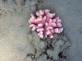 Stylophora subseriata corals from the red sea