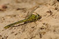 Stylurus Gomphus flavipes - The river clubtail or yellow-legged dragonfly is a species of dragonfly in the family Gomphidae