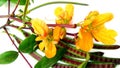 Styptic weed coffeeweed flowers fruits image Royalty Free Stock Photo