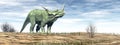 Styracosaurus dinosaur in the desert - 3D render Royalty Free Stock Photo