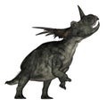 Styracosaurus dinosaur roaring - 3D render Royalty Free Stock Photo