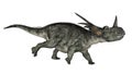 Styracosaurus dinosaur running - 3D render Royalty Free Stock Photo