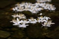 Styrax japonicus