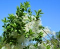 Styrax obassia Royalty Free Stock Photo