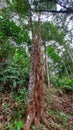 Styrax sumatrana trees, fern, and other plants in Sumatra tropical rainforest, Indonesia