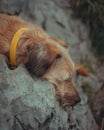 Styrian Coarse-haired Hounddog sleeping on a rock surface, with a yellow collar around its neck Royalty Free Stock Photo