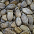 Styrian pumpkin hulless seeds close up Royalty Free Stock Photo