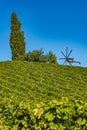 Styrian Tuscany Vineyard in autumn near South Styria, Rabenland