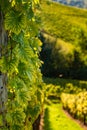 Styrian Tuscany Vineyard in autumn near South Styria, Rabenland