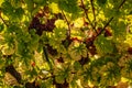 Styrian Tuscany Vineyard in autumn near South Styria, Rabenland