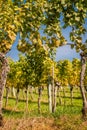 Styrian Tuscany Vineyard in autumn near South Styria, Rabenland