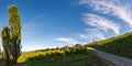 Styrian Tuscany Vineyard in autumn near Weingut Regele in Ewitsch Royalty Free Stock Photo