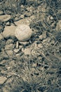 Styrofoam ball with white natural rope cord lost in wetlands Royalty Free Stock Photo