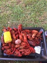 Plate of crawfish in New Orleans Royalty Free Stock Photo