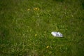 Styrofoam food container discarded on grass.. Royalty Free Stock Photo