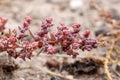 Suaeda maritima, Chenopodiaceae Royalty Free Stock Photo