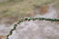 Suaeda maritima, Chenopodiaceae Royalty Free Stock Photo