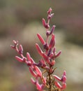 Suaeda maritima, herbaceous seepweed, annual seablite Royalty Free Stock Photo