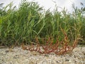 Suaeda maritima Strand-Sode in the autumn