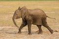 Sub Adult African Elephant running in Amboseli, Kenya