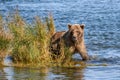 Sub-adult Alaskan brown bear walking in the Brooks River looking for salmon, Katmai National Park, Alaska Royalty Free Stock Photo