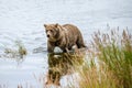 Sub-adult Alaskan brown bear walking in the Brooks River looking for salmon, Katmai National Park, Alaska Royalty Free Stock Photo