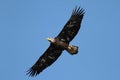 Sub-adult Bald Eagle (haliaeetus leucocephalus) Royalty Free Stock Photo