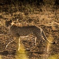 Young Cheetah on the move