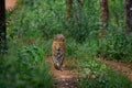 Sub-adult leopard crossing paths in the jungle Royalty Free Stock Photo