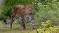 Sub-adult leopard crossing paths in the jungle Royalty Free Stock Photo