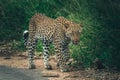 A sub-adult leopard sneaking down at the edge of the road in Kruger National Park. Royalty Free Stock Photo