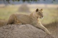 Sub-adult Lion (Panthera leo) lying on top of a termite mound