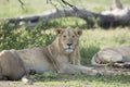 Sub adult, Male African Lion (Panthera leo) Tanzania Royalty Free Stock Photo