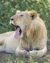 Sub adult, Male African Lion (Panthera leo) Tanzania Royalty Free Stock Photo