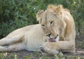 Sub adult, Male African Lion (Panthera leo) Tanzania Royalty Free Stock Photo