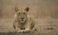 Sub-adult male lion (Panthera leo) Royalty Free Stock Photo