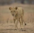 Sub-adult male lion (Panthera leo) Royalty Free Stock Photo