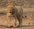 Sub-adult male lion (Panthera leo) Royalty Free Stock Photo